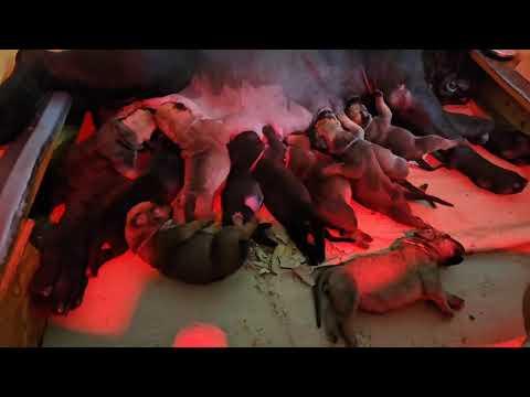 La Boela Daenerys és Afrika Billion kölykök 1