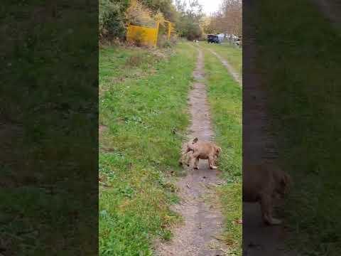 otthon video 04