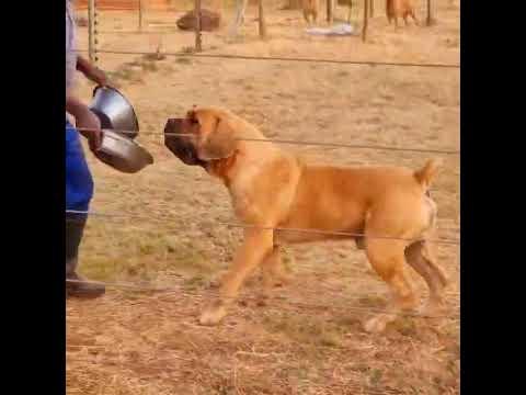 Afrika Billion 4