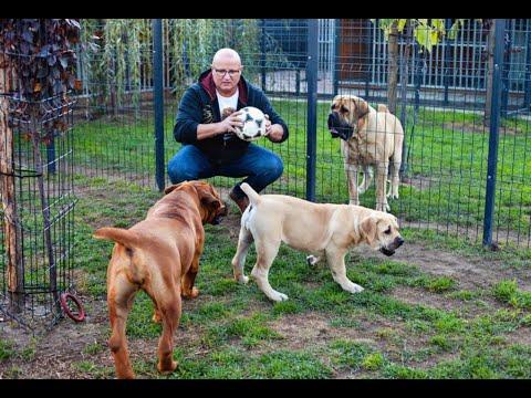 SAMSON BOERBOELS the Second Part! Megbízható tenyésztők: Samson Boerboels, Szilágyi Barnabás,