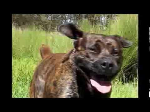 Kilian Boerboel Stoet