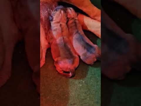 Puppys 3