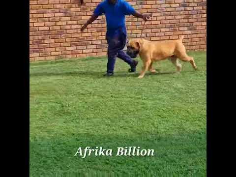 Afrika Billion