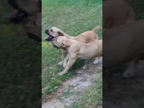 Samson Boerboel Camelot & Samson Boerboel Yara 1