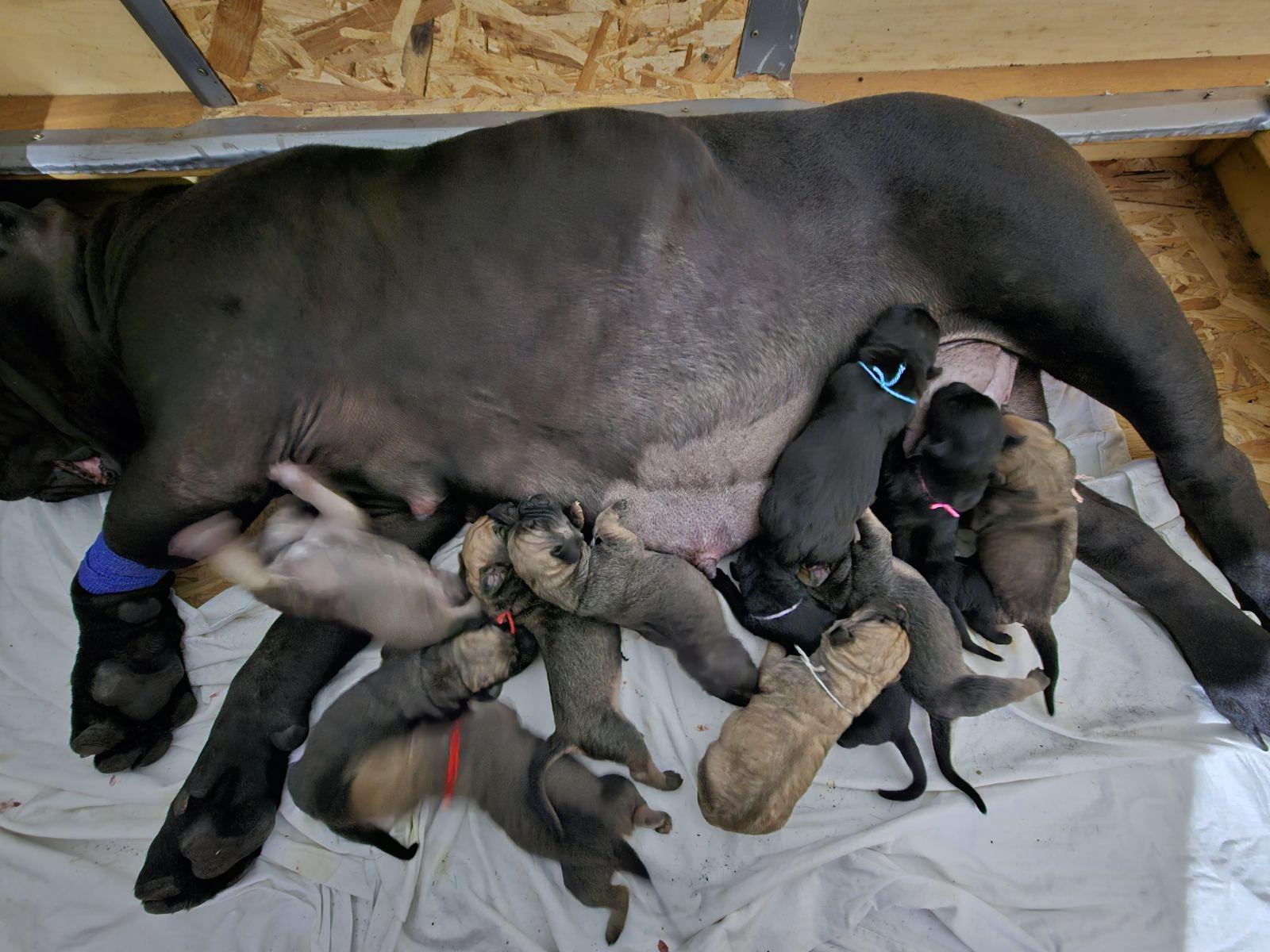 Puppies