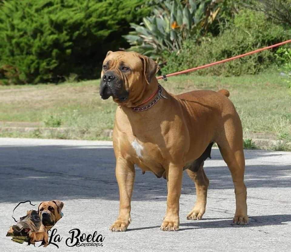 La Boela Chevy 83.7%