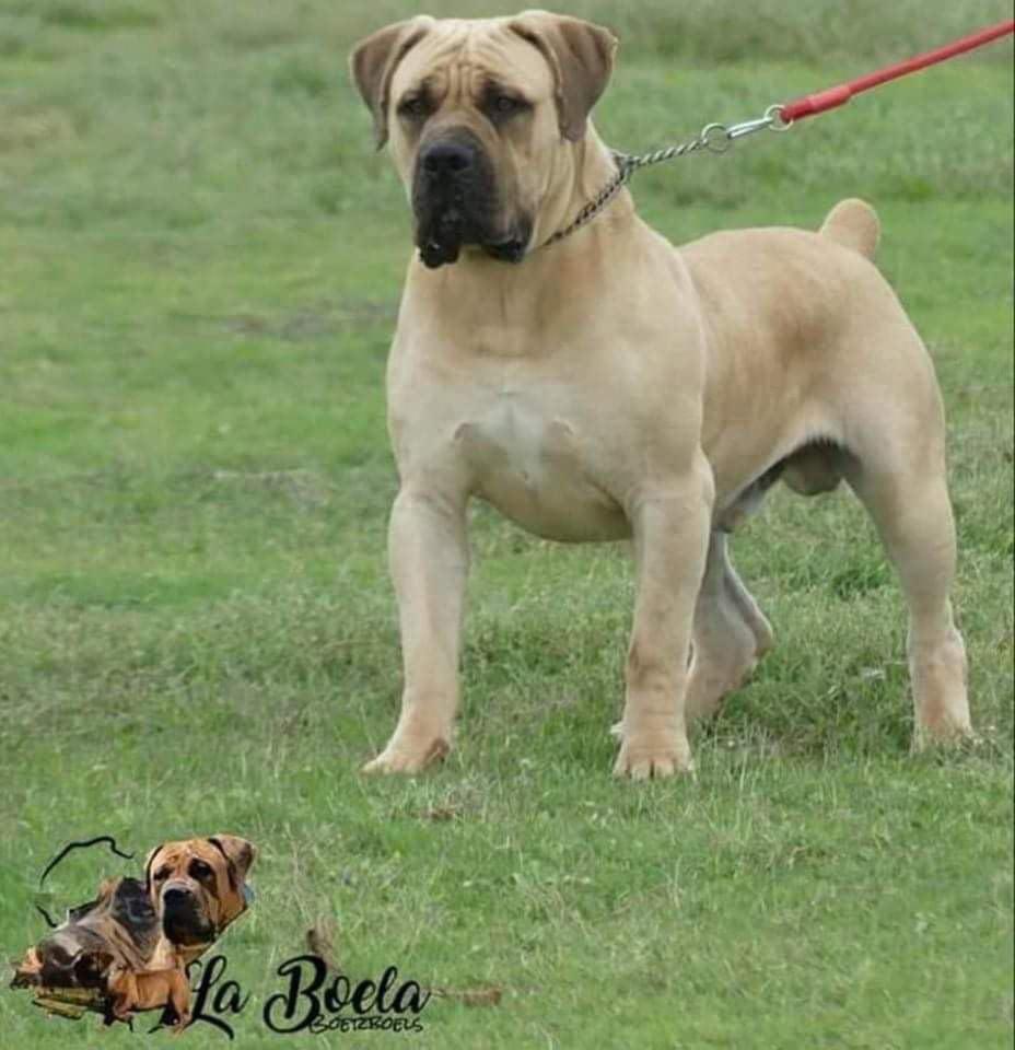 La Boela Rooster 84.2%