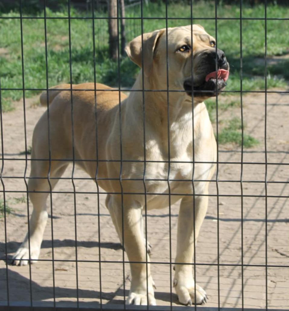 Samson Boerboels Lisa